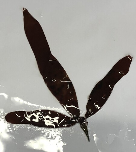 Red Rags (Dilsea carnosa)
