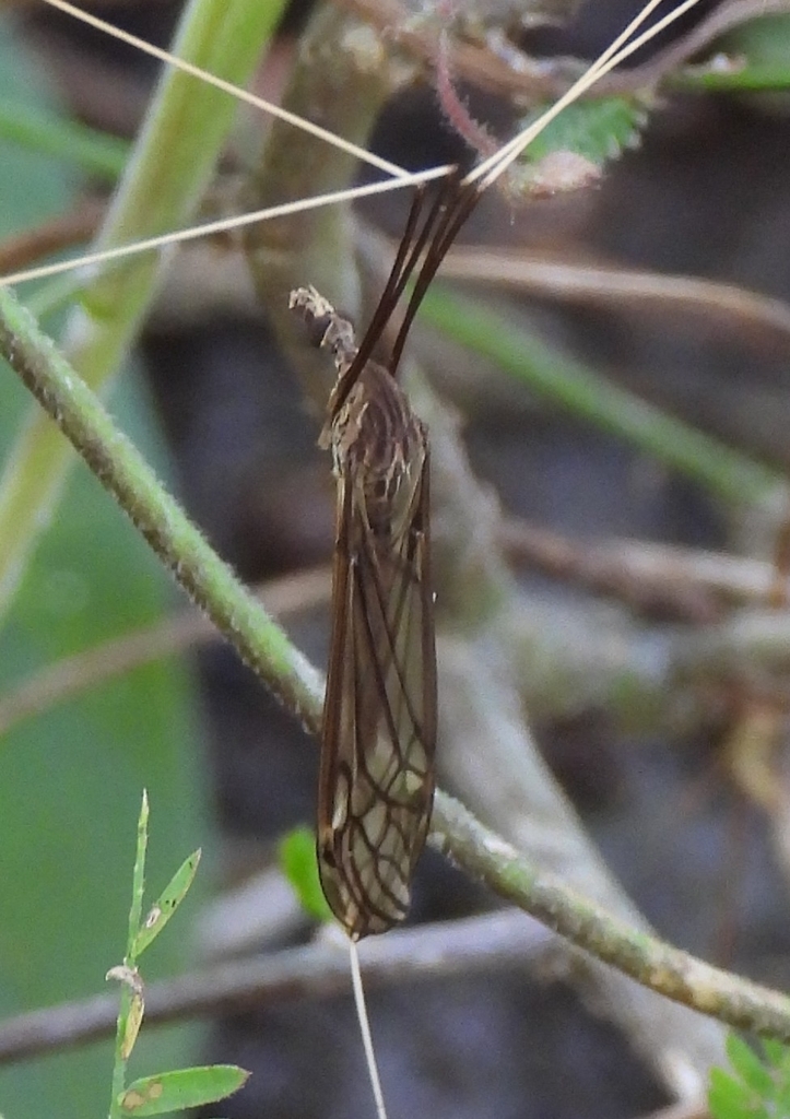 Brachypremna similis