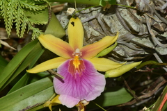 Miltonia