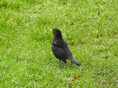 Turdus merula
