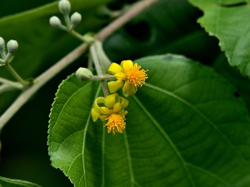 Phalsa (Grewia asiatica)