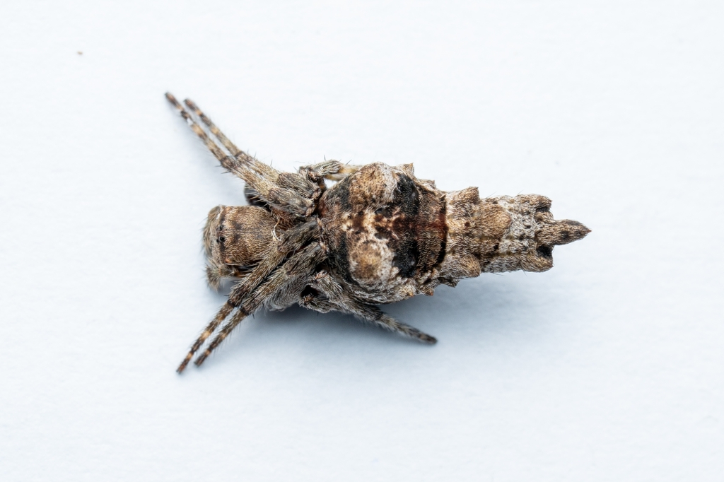 Wagneriana madrejon