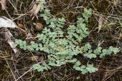Euphorbia dallachyana
