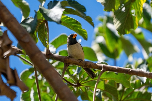 Black-throated Saltator (Saltatricula atricollis), photo 1