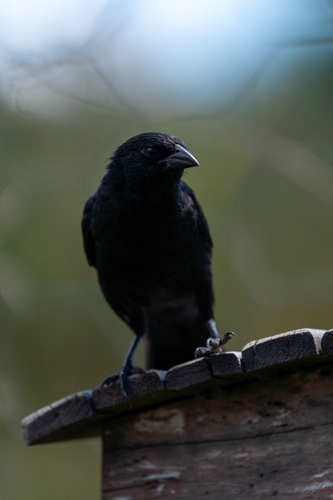 Chopi Blackbird (Gnorimopsar chopi), photo 2