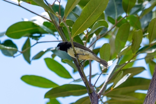 Yellow-bellied Seedeater (Sporophila nigricollis)