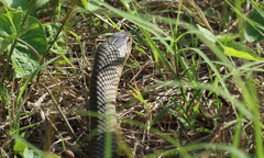 Cubophis cantherigerus