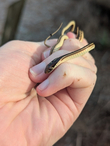 Western Ribbon Snake
