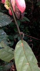 Passiflora riparia