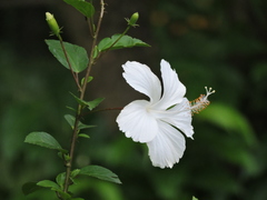 Hibiscus rosa-sinensis