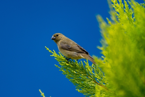 Yellow-bellied Seedeater (Sporophila nigricollis), photo 2