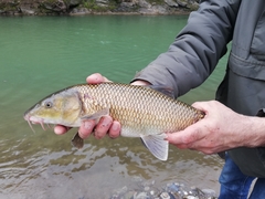 Luciobarbus graellsii