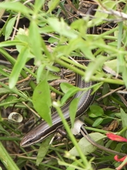 Aspronema dorsivittatum
