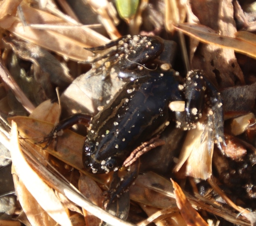 Gill's Frog, Xenopus gilli