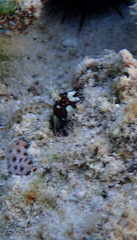 Longhorn Blenny photo 3