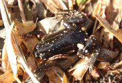 Xenopus gilli