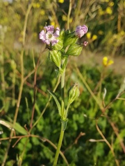 Silene decipiens
