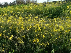 Diplotaxis catholica