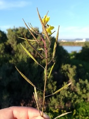 Diplotaxis catholica