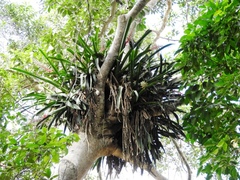 Aechmea bracteata pacifica