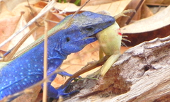 Cnemidophorus espeuti