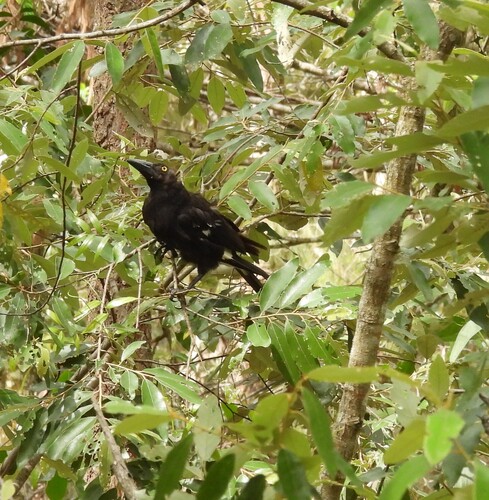 Pied Currawong (Strepera graculina), photo 3