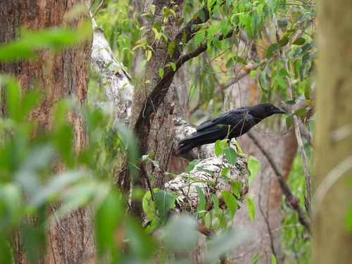 Torresian Crow (Corvus orru)