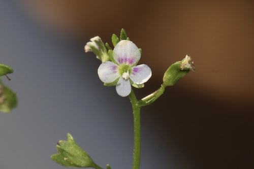 chain speedwell (Veronica catenata)