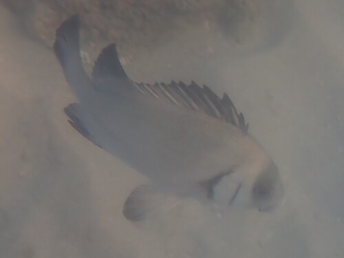 Plectorhinchus gibbosus