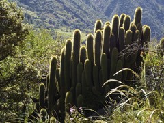 Trichocereus tunariensis