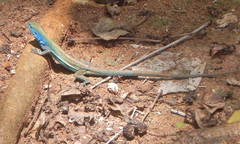 Cnemidophorus espeuti