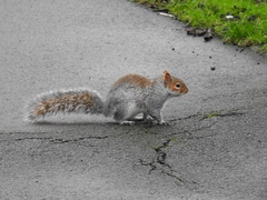 Sciurus carolinensis