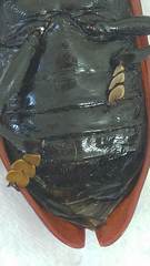 Coraliomela quadrimaculata