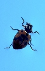 Hippodamia variegata