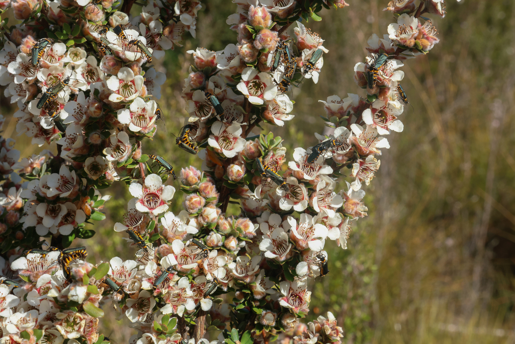 Woolly Teatree
