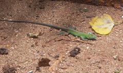 Cnemidophorus espeuti