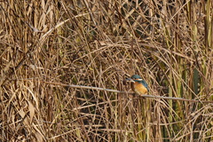 Alcedo atthis
