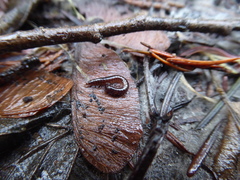 Caseyidae