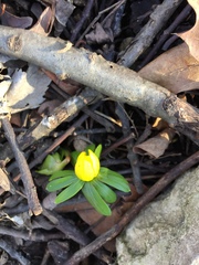 Eranthis hyemalis