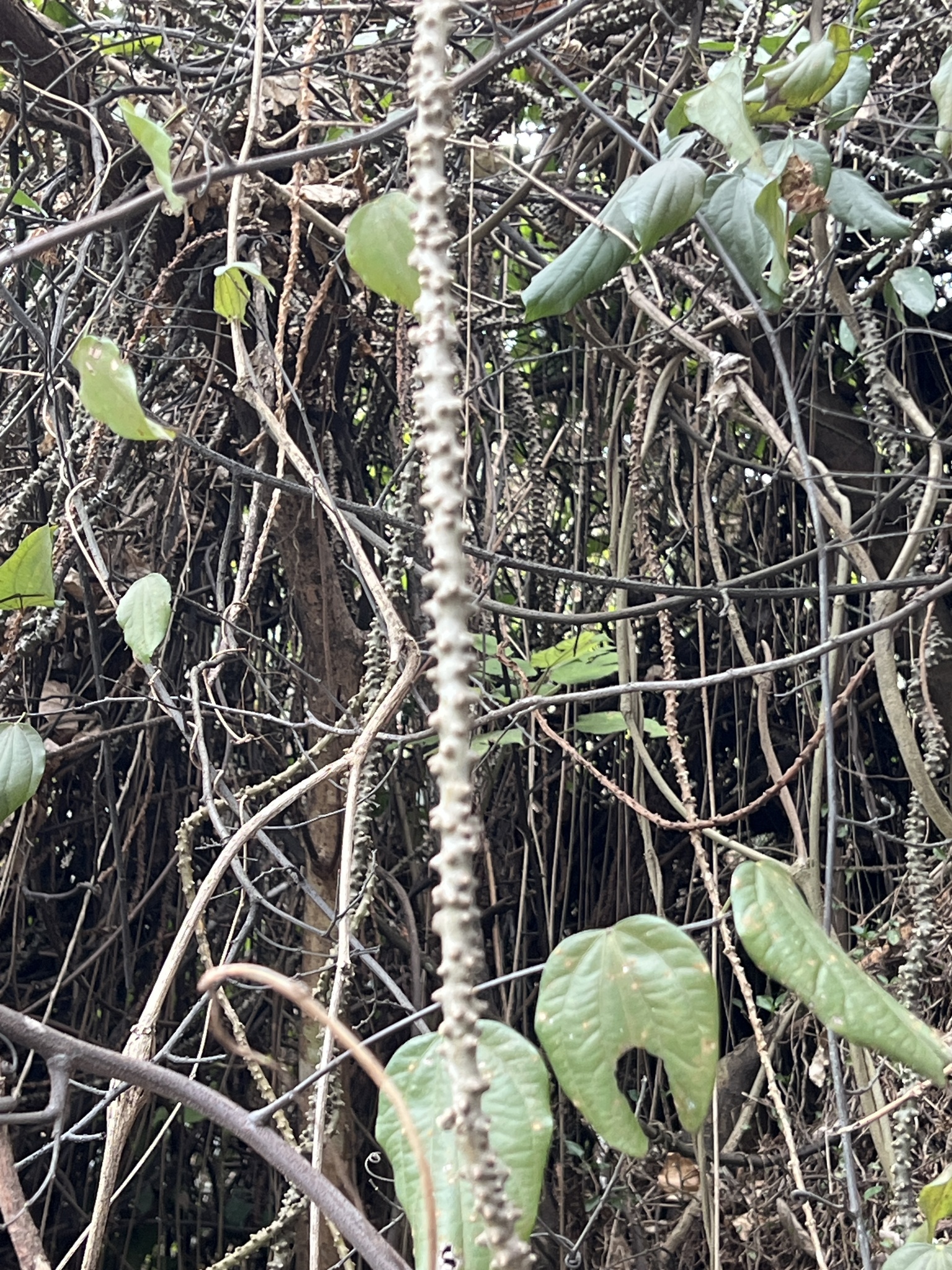 Imagem de Tinospora crispa