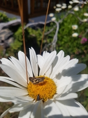 Hylephila fasciolata