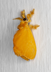 Dalceridae