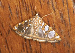 Glyphodes sibillalis