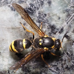 Symmorphus crassicornis