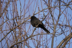 Turdus merula