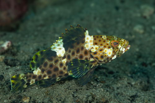 Hoogvin-tandbaars (Epinephelus maculatus) — Serranidae