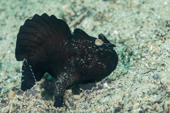 Hispid Frogfish photo 2