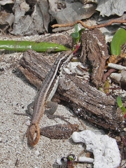 Leiocephalus lunatus