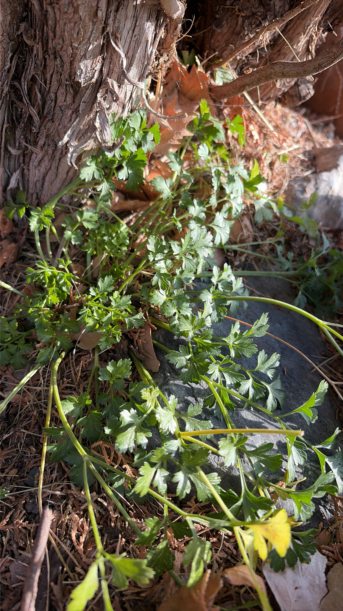 Photo by Mia Raddatz via iNaturalist (Copyright Mia Raddatz)