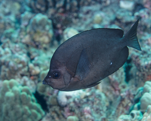 Hemitaurichthys thompsoni, 2026-01-10